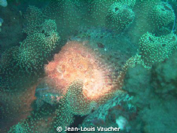 Scorpionfish flashing its body. by Jean-Louis Vaucher 